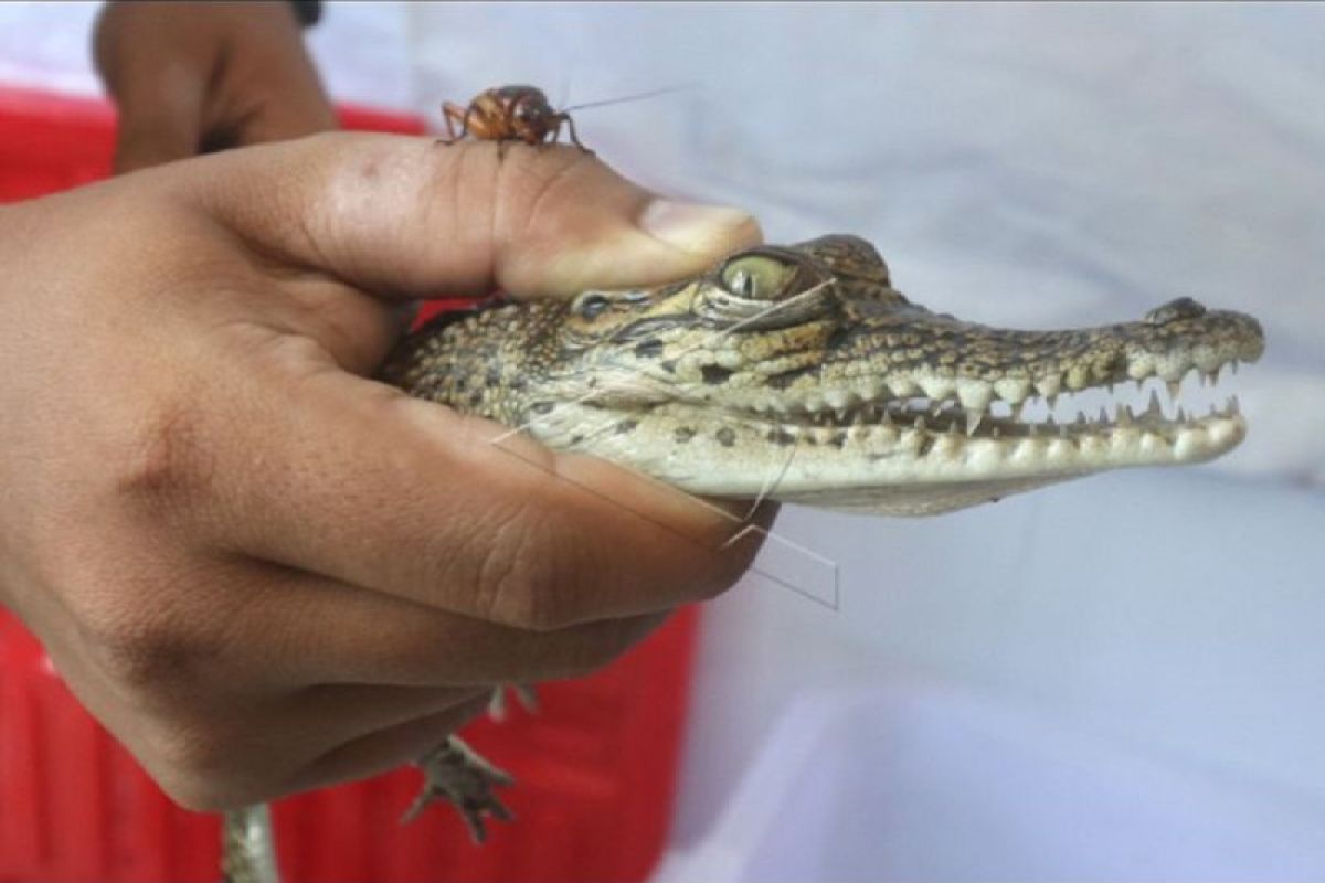 BKSDA evakuasi anak buaya muara di Kediri