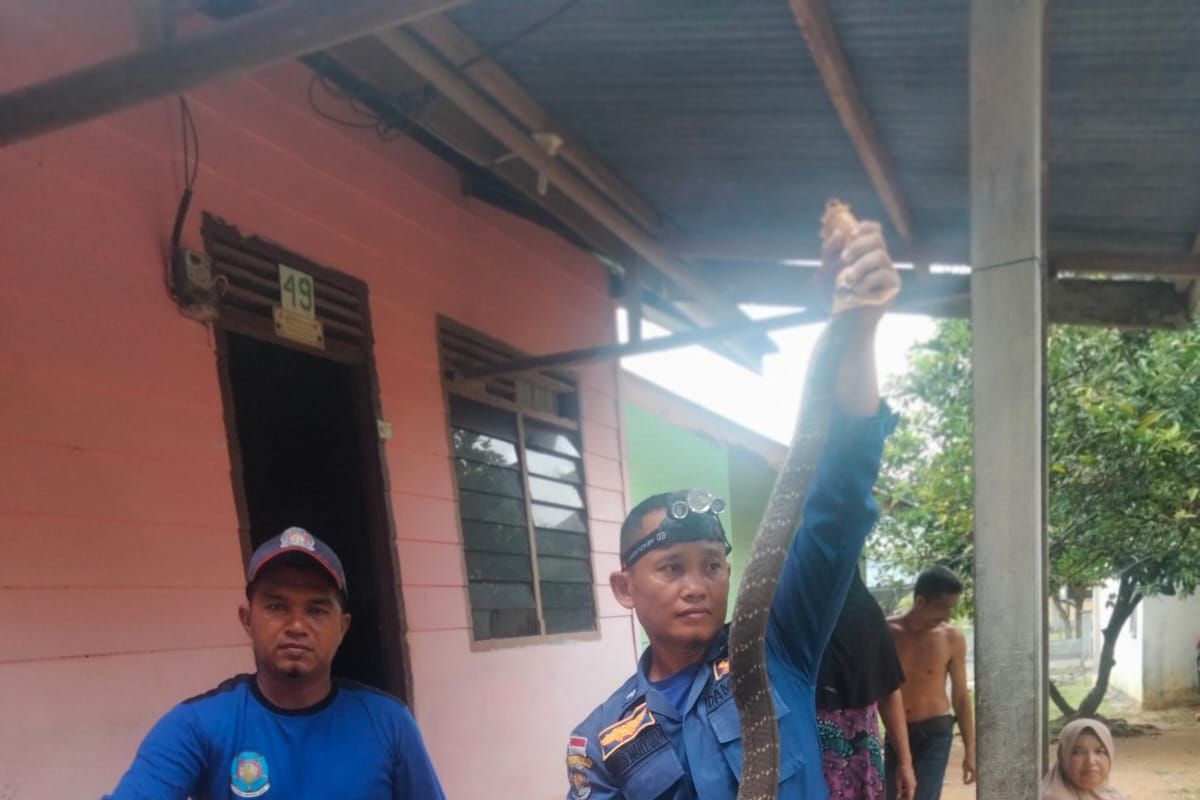 Ular cobra sepanjang tiga meter masuk ke rumah warga Aceh Besar, begini kronologinya