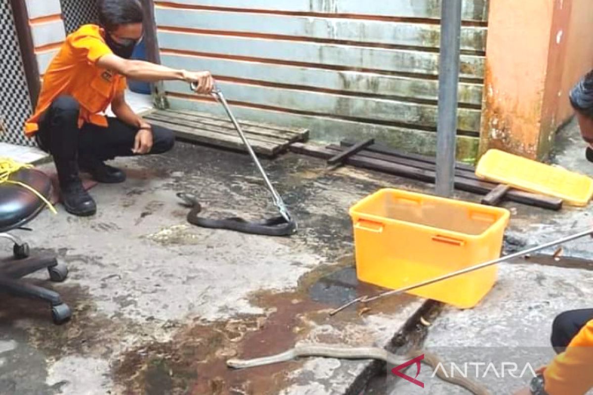 Puluhan warga Banjarmasin minta tolong tangani ular masuk pemukiman