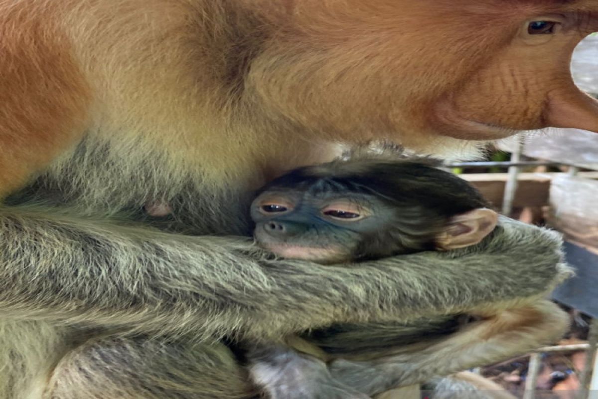 Bayi bekantan lahir di Bekantan Rescue Center Banjarmasin