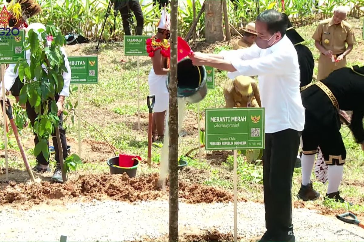 PresidenJokowi ikut menanam pohon khas 34 provinsi di Titik Nol IKN