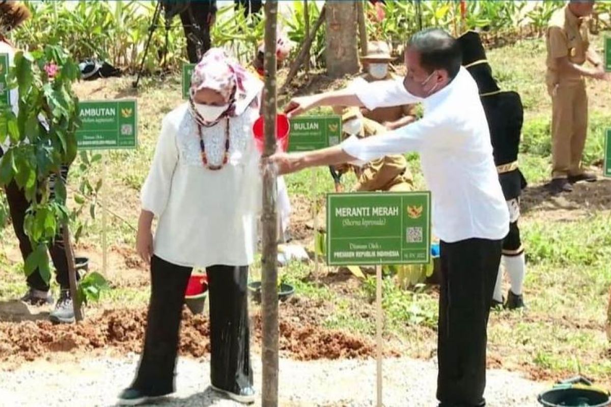 Presiden Jokowi tanam pohon meranti merah di lokasi IKN