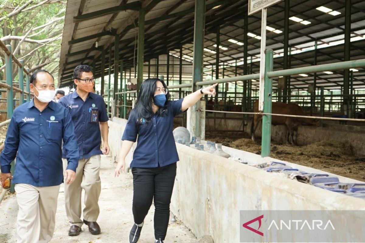 Badan Pangan Nasional gandeng Pupuk Kujang untuk menjaga stok daging sapi