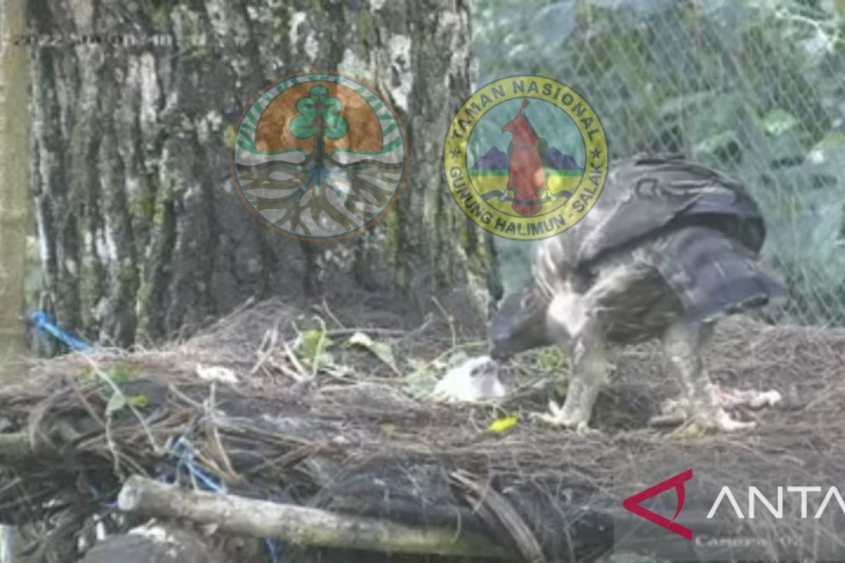 Telur elang jawa menetas di TN Gunung Halimun Salak