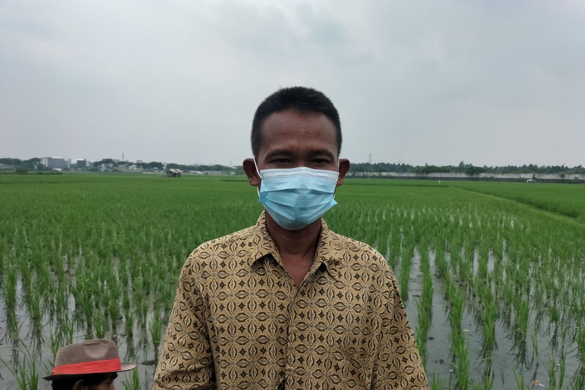 Kelompok tani di Kalideres produksi 200 beras kemasan dalam sehari