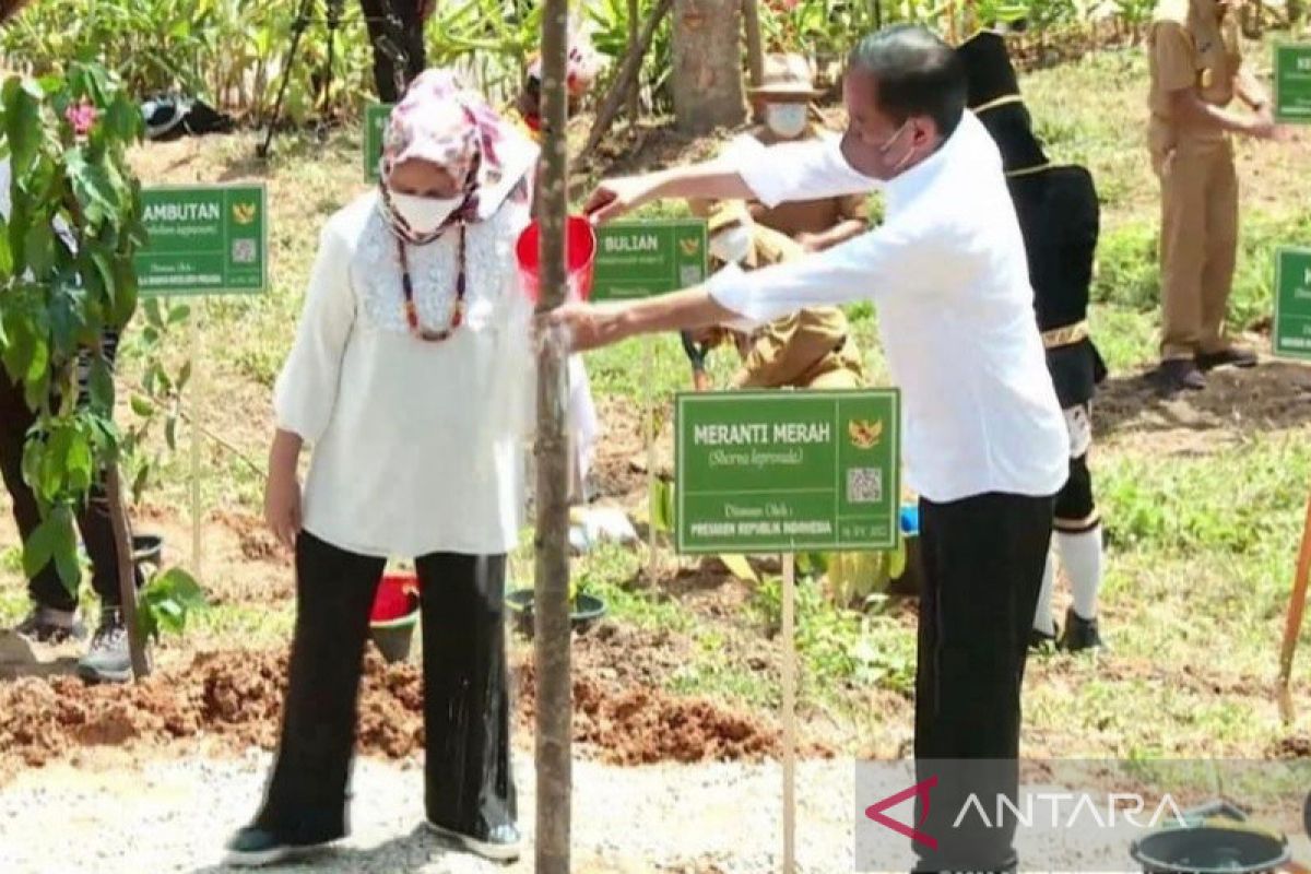 Presiden tanam 34 pohon khas seluruh  provinsi di Indonesia