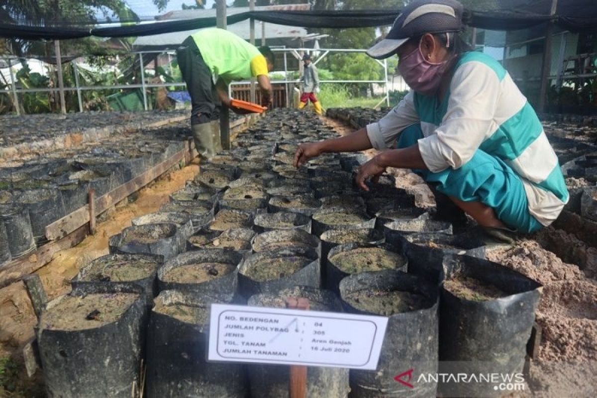 Peneliti: Tanaman aren berpotensi jadi komoditas perkebunan berkelanjutan