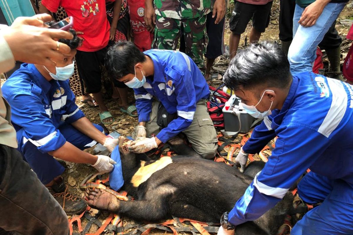 BKSDA selamatkan beruang madu terjerat babi hutan di Abdya