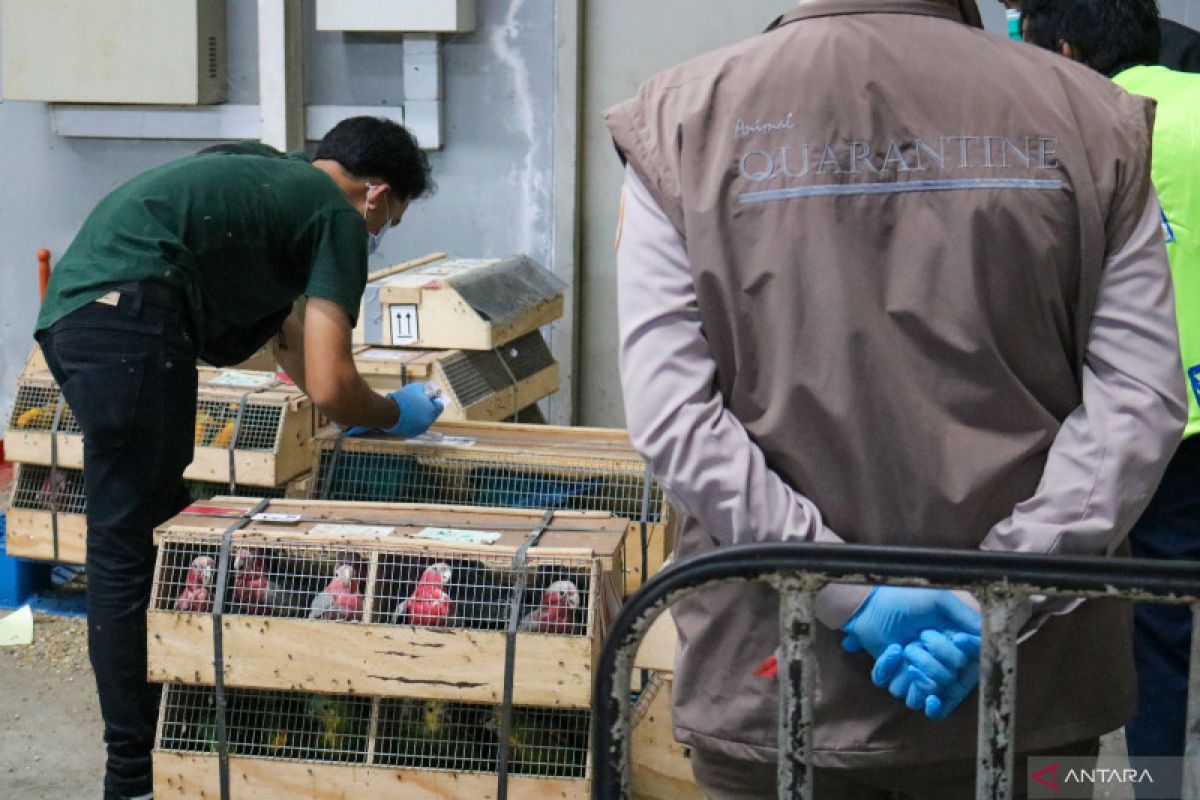 Akibat wabah flu burung, 410.000 ayam di Afrika Selatan dimusnahkan