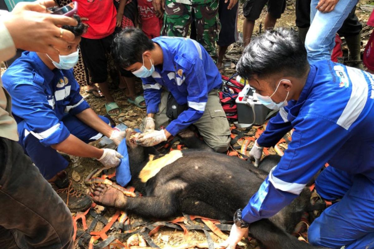 BKSDA selamatkan beruang madu terjerat jerat babi hutan