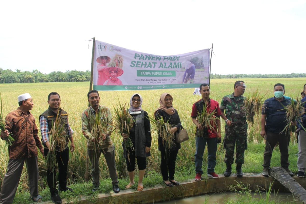 Laznas DPF panen padi tanpa pupuk kimia bersama petani Selipit Desa Mangga