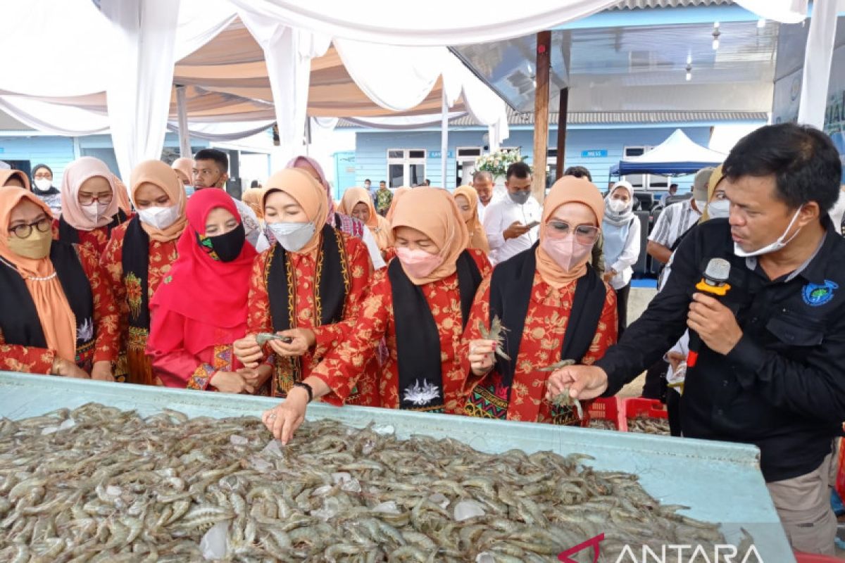 Istri Menteri KP RI hadiri panen udang vaname di Aceh Tamiang