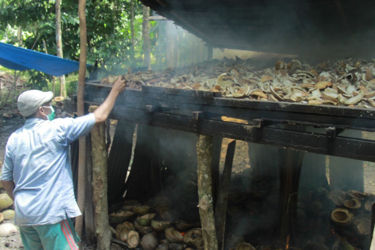 Petani kelapa di Maluku Utara bergairah produksi kopra, harga berfluktuasi