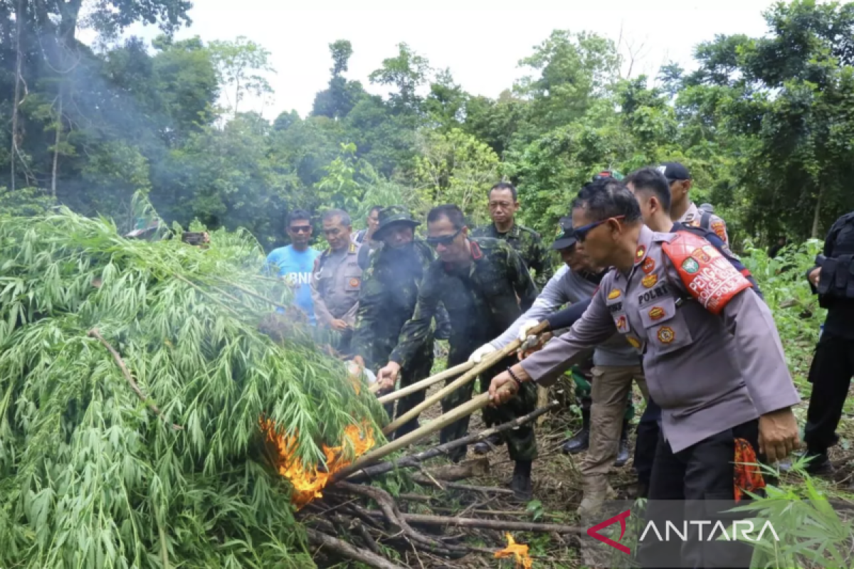 BNN musnahkan ladang ganja seluas 8.013 meter persegi