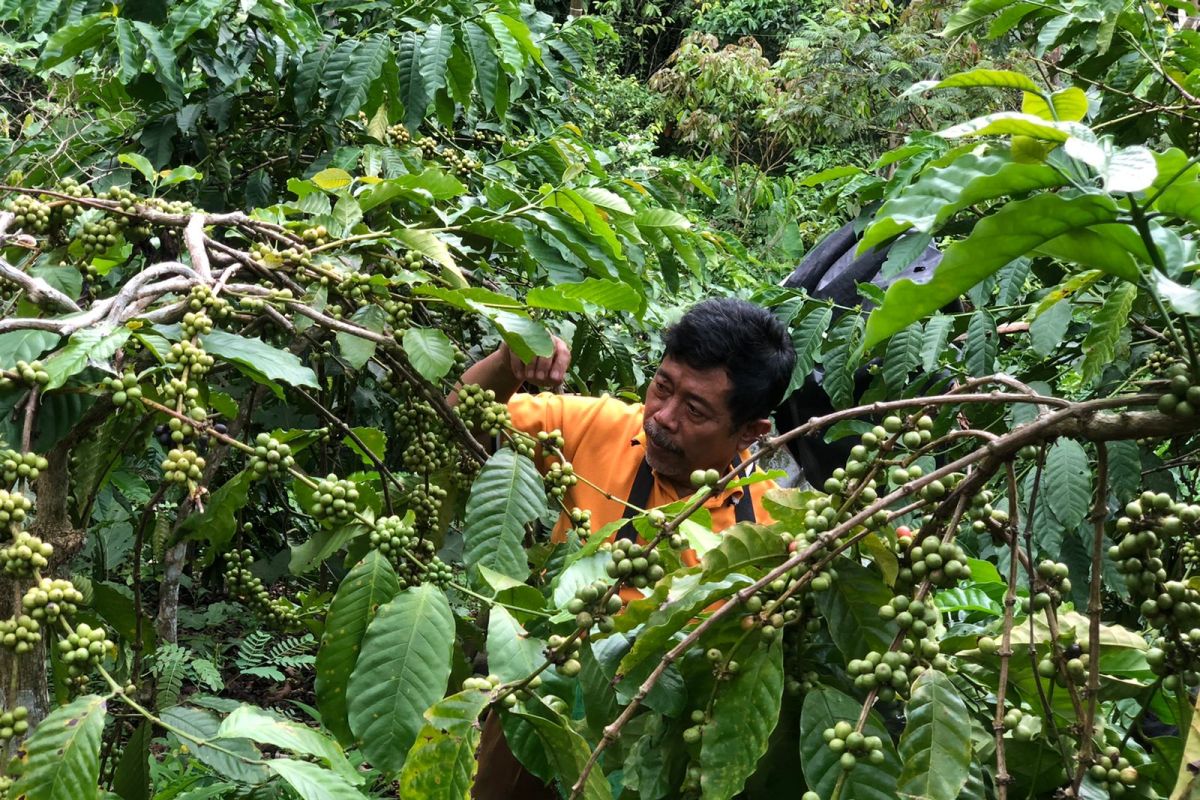 Industri kopi terintegrasi di Gunung Betung Bandar Lampung