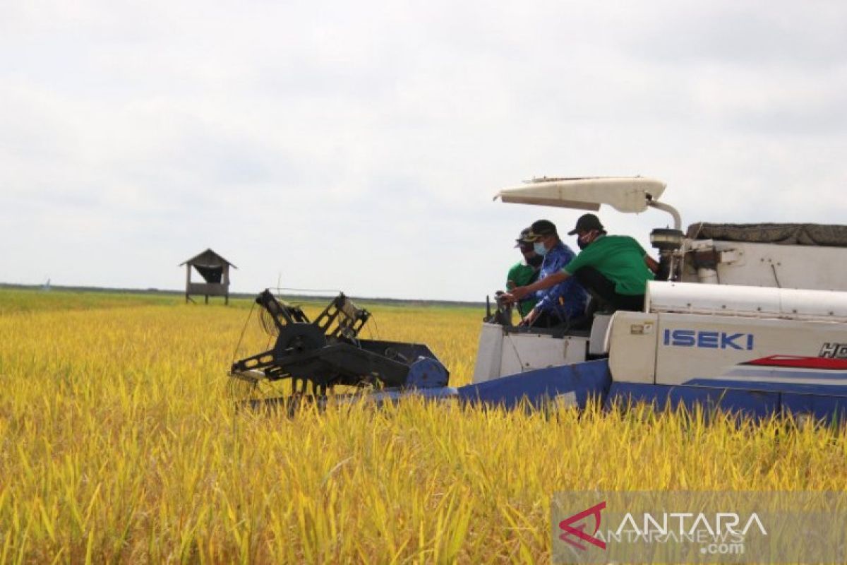 South Kalimantan produces rice four times a year