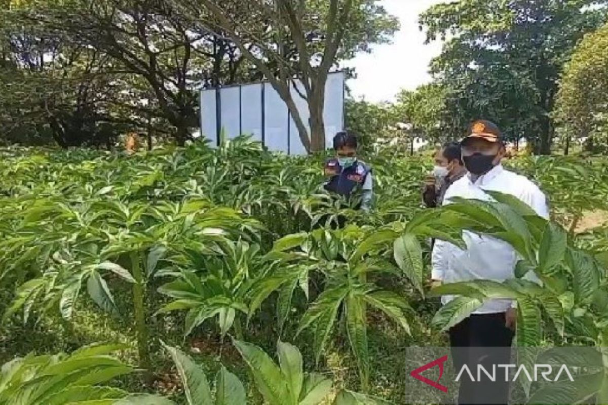 Petani porang Madiun diminta registrasi lahan sebagai syarat ekspor