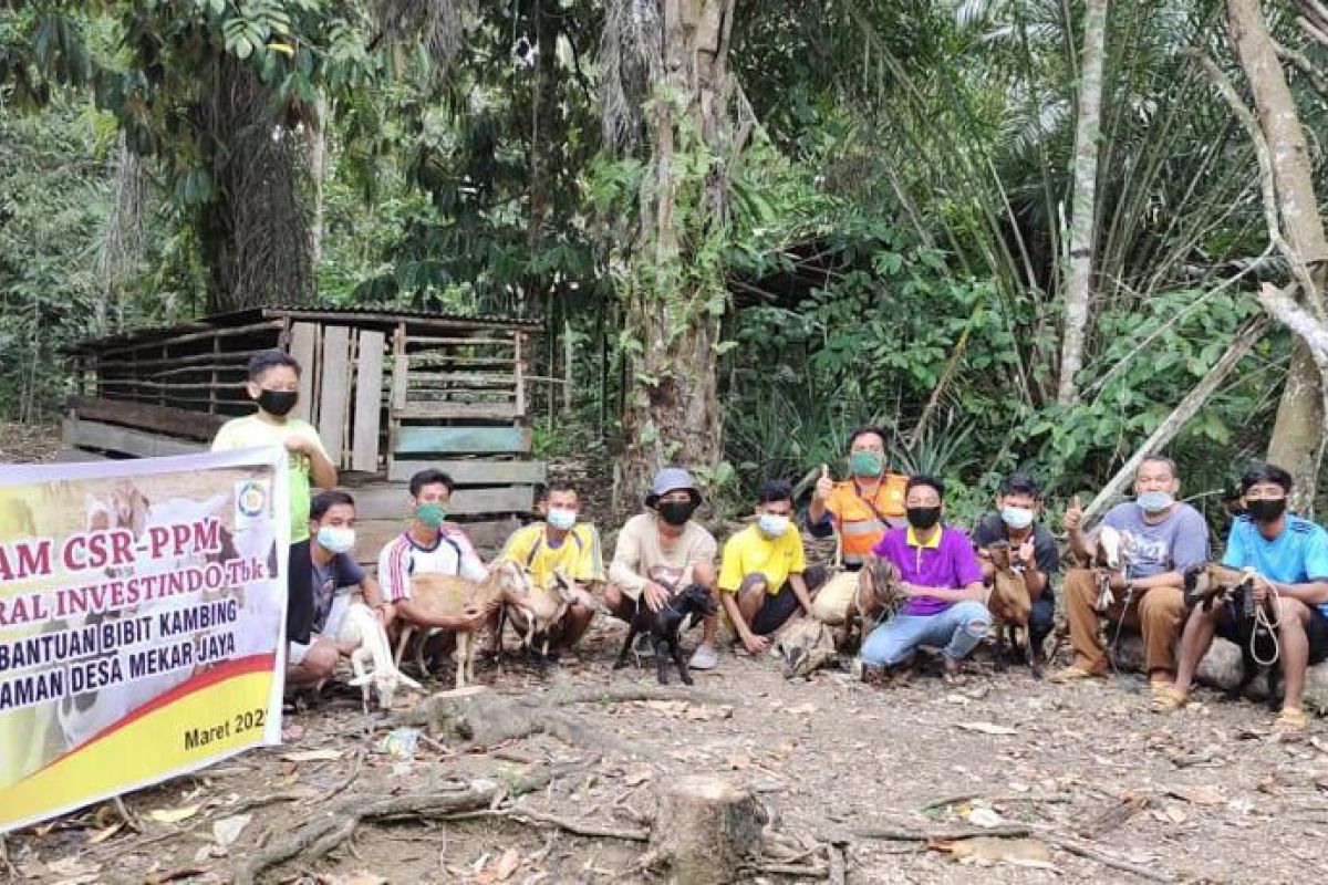 CMI gelar program bantuan bibit kambing di Air Upas Ketapang