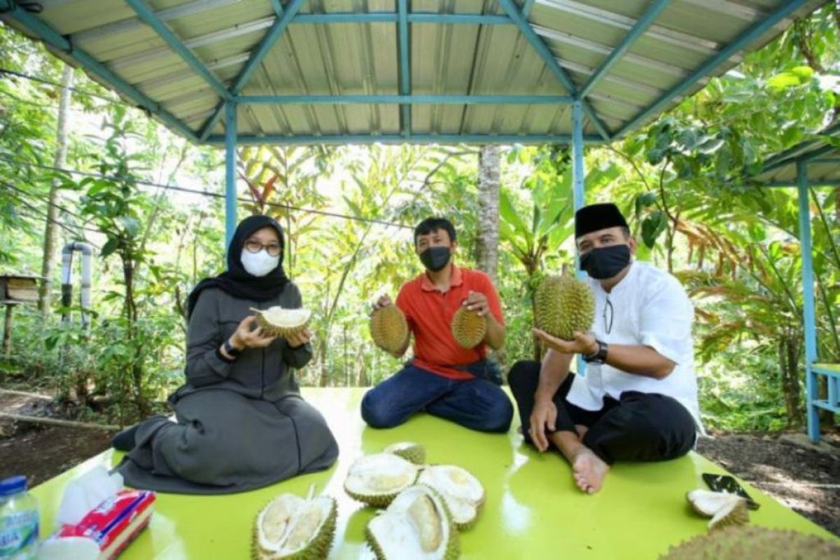 Pemkab Banyuwangi gandeng "Kang Duren" perluas pasar durian unggul