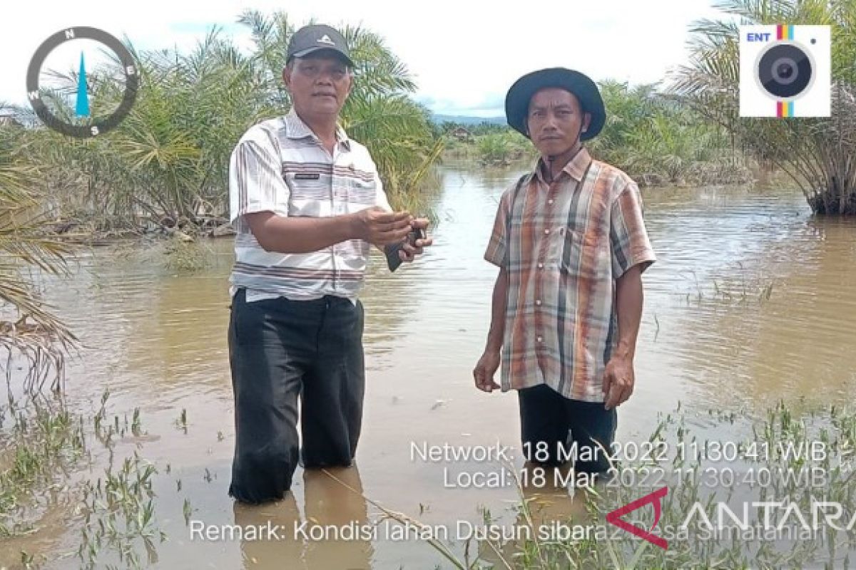 BPP: Tujuh hektare tanaman padi petani Tapsel terdampak banjir