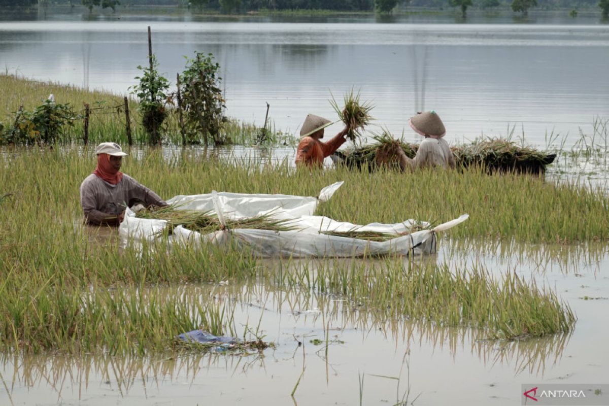 180 hektare sawah di Torue Parigi Moutong  rusak akibat dampak banjir