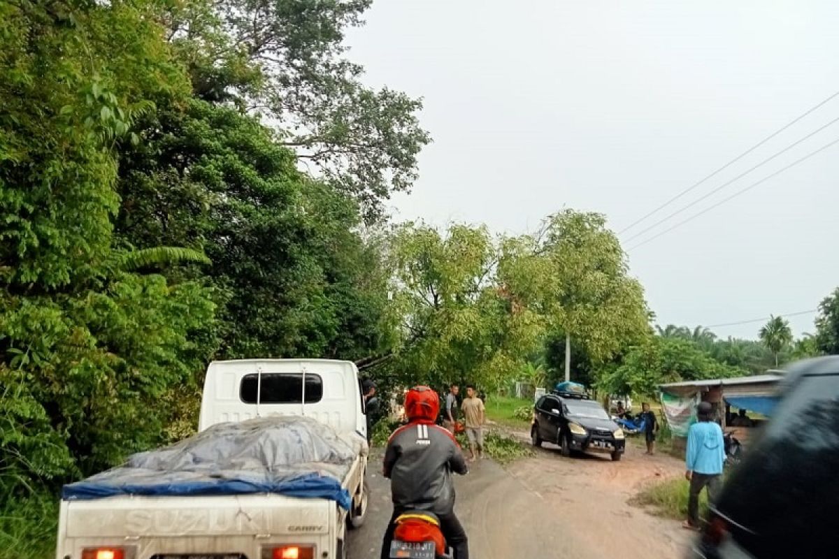 Hujan angin tumbangkan pohon dan macetkan Jalan Ness Muarojambi