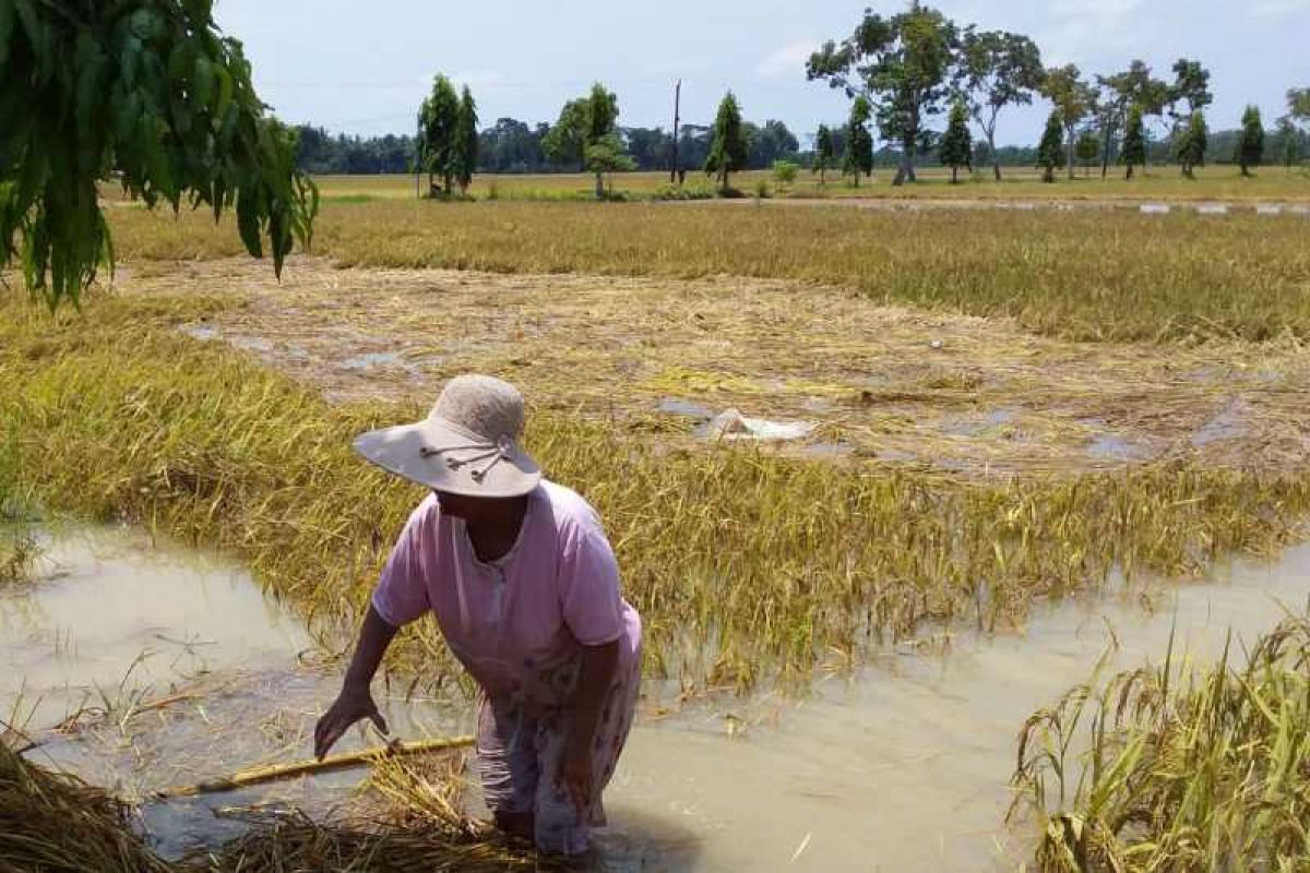 1.945 hektare padi dan palawija di Purworejo terdampak banjir