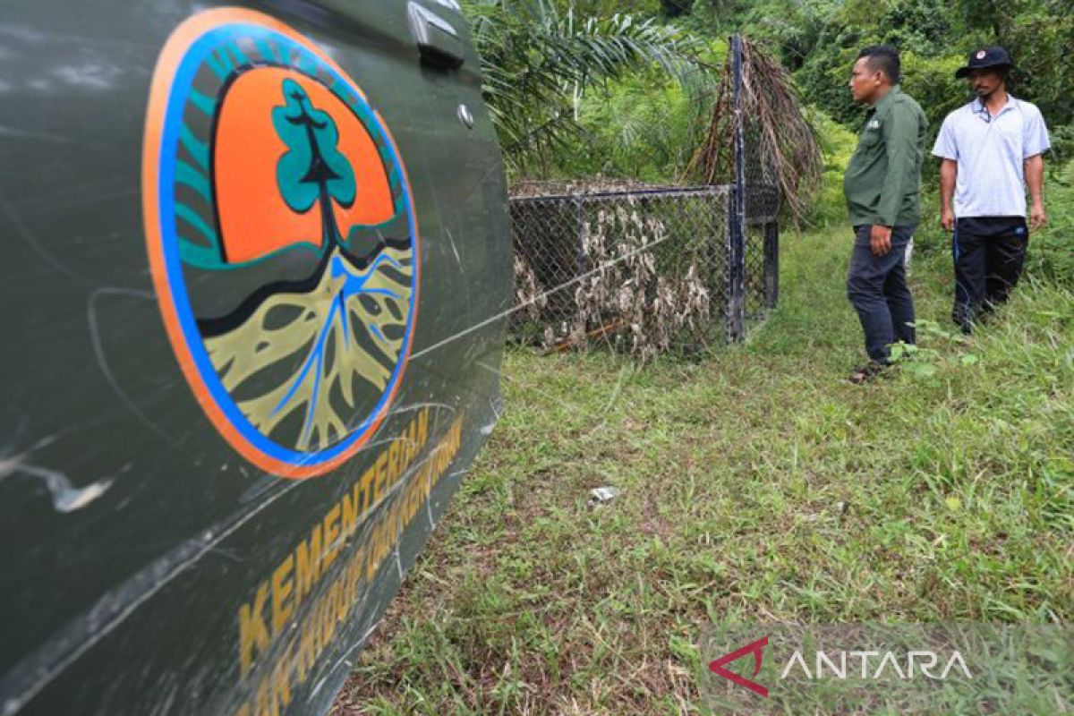 BKSDA Aceh pasang 5 perangkap harimau penyerang warga