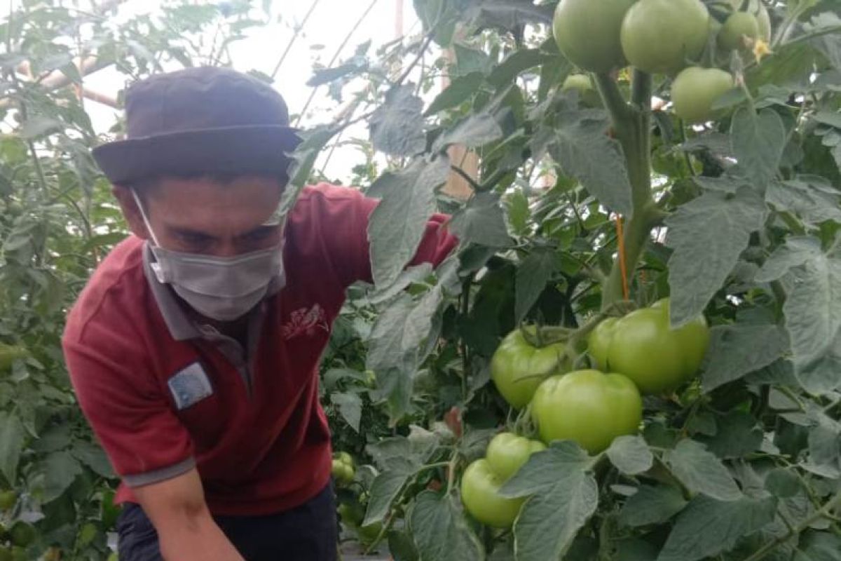 Poktan Macakal, petani milenial yang sukses