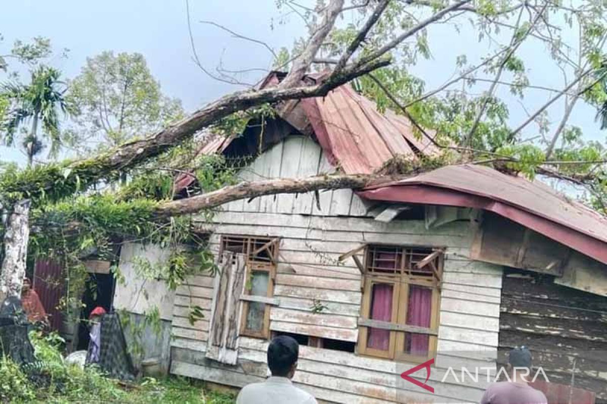 Rumah janda rusak ditimpa pohon