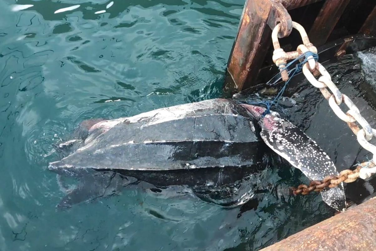 Penyu belimbing mati tertabrak kapal sandar di Pelabuhan Ambon