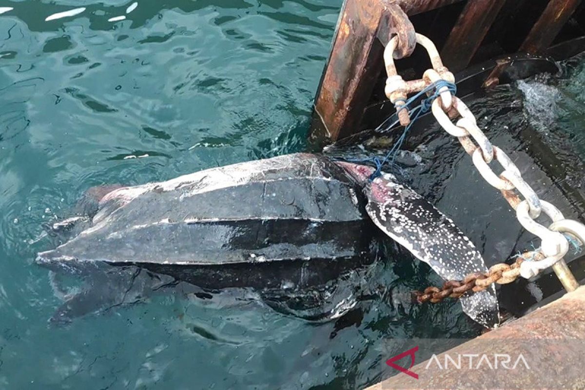 Penyu belimbing mati tertabrak kapal di Pelabuhan Ambon
