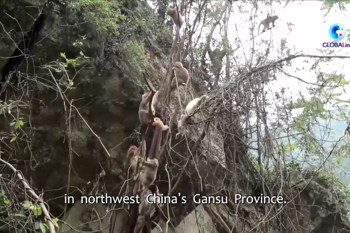 13 bayi kera emas hidung pesek tertangkap kamera di cagar alam China