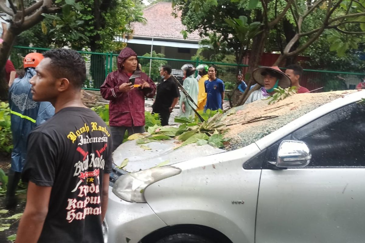 Sebuah mobil ringsek tertimpa pohon tumbang di Sidoarjo