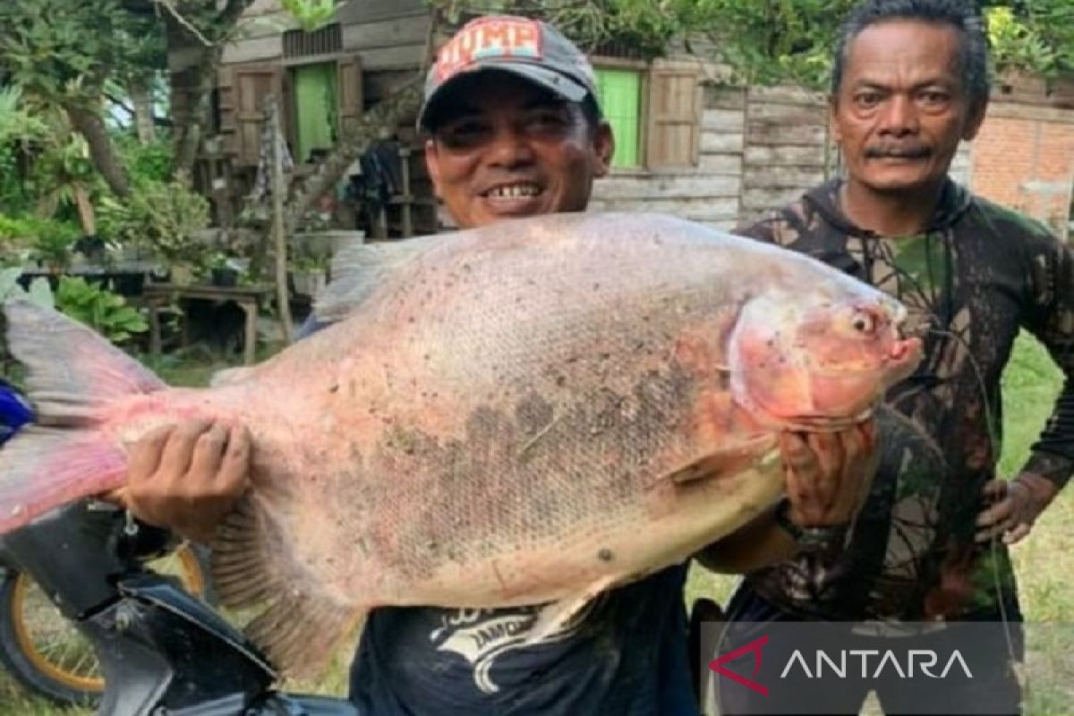 Pemancing dapat ikan raksasa dari sungai Tamiang, sampai ditarik dua orang