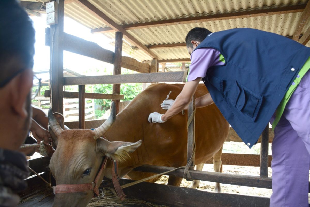 Cattle in Riau vaccinated to prevent spread of LSD