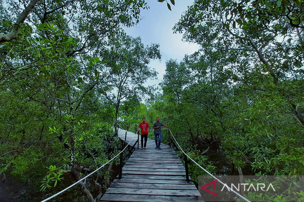 Mengangkat potensi mangrove di Kepulauan Riau