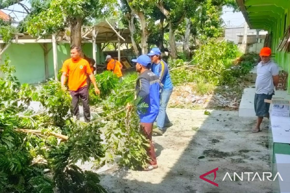 Angin kencang robohkan pepohonan dan putus listrik di Pamekasan