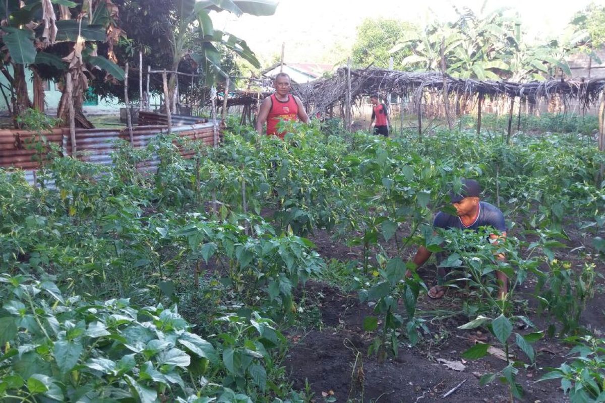Distan bangun jalan tani di kawasan perkebunan Ternate, tingkatkan kesejahteraan petani