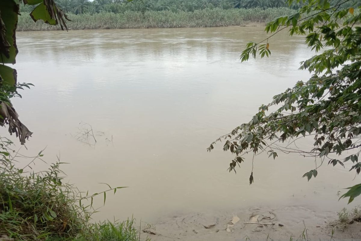 Hati-hati buaya sungai Tamiang berkeliaran