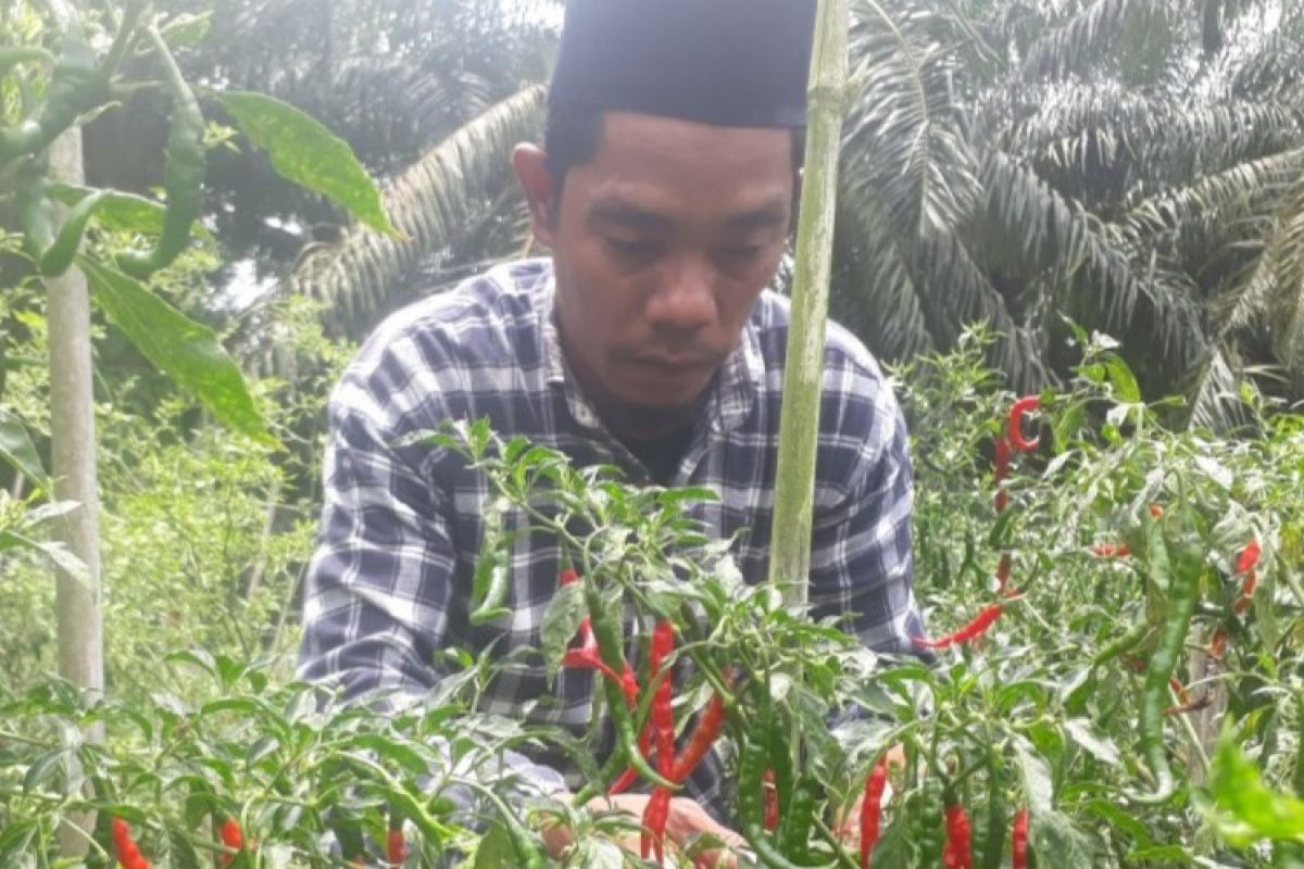 Harga cabai merah tingkat petani di Palas Rp60.000/Kg