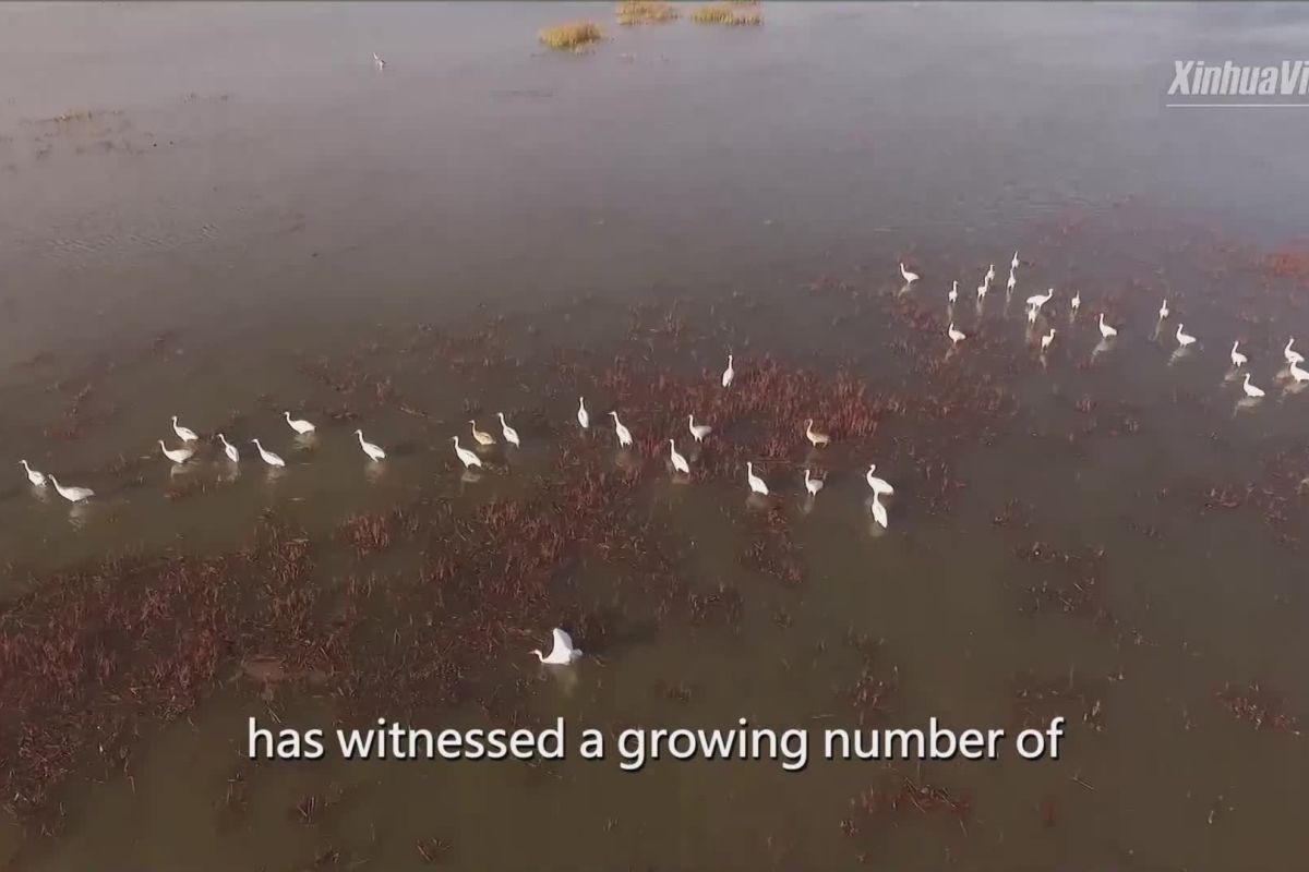 Lahan basah di China timur laut catat peningkatan jumlah burung migrasi