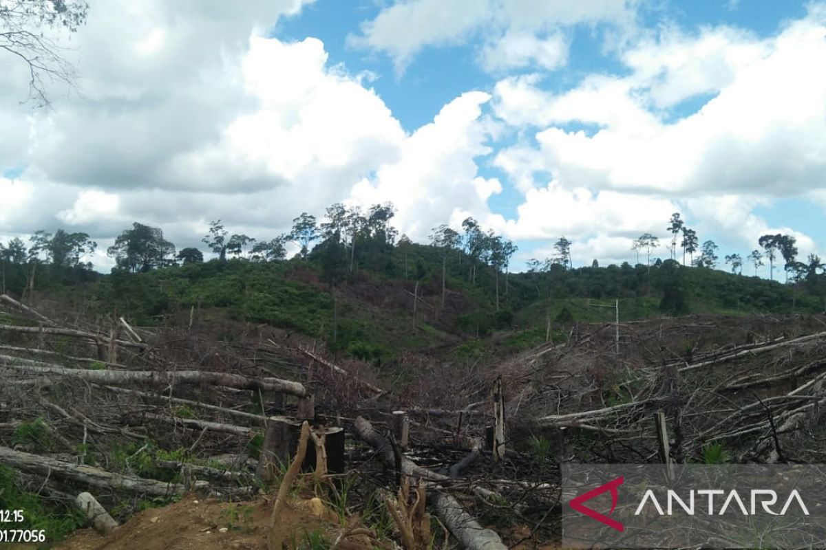KPHP Mukomuko cari informasi terkait jual beli hutan
