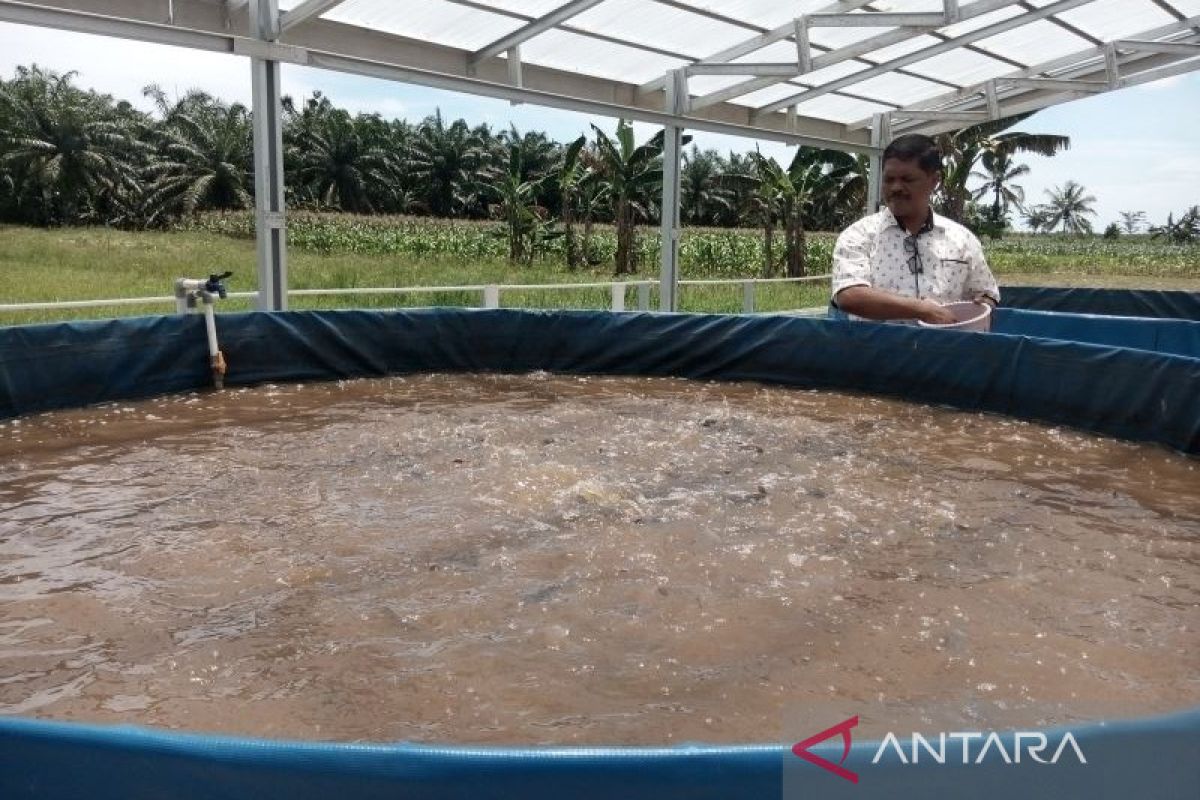 Kabupaten Penajam kembangkan budi daya ikan air tawar sambut IKN