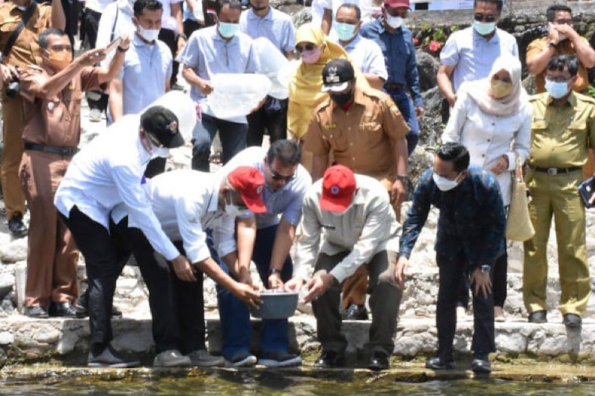 PT Semen Padang tebar 4.000 bibit ikan bilih di Danau Singkarak