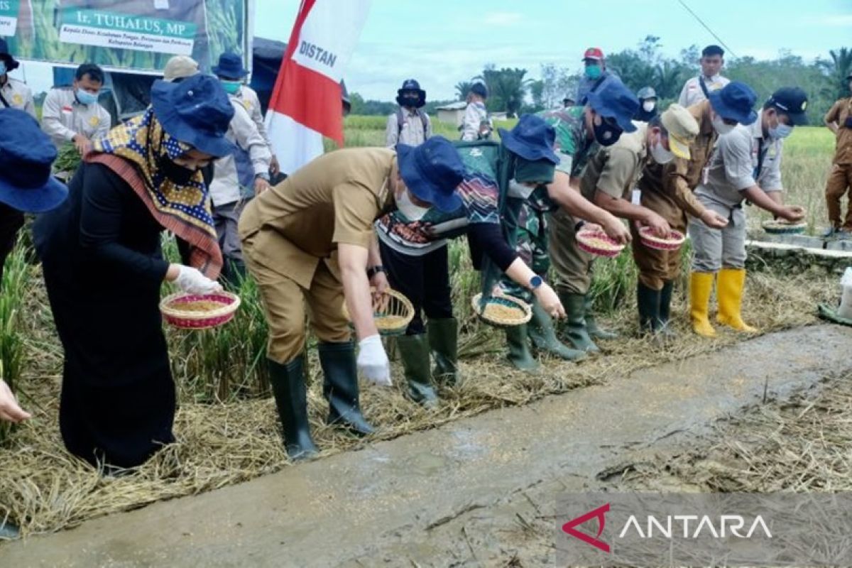 Balangan kembangkan padi 400 tingkatkan produksi pangan