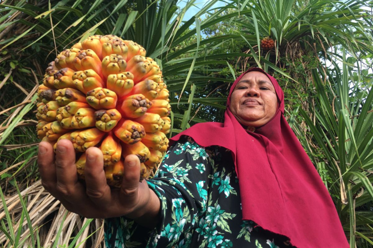 Buah pandan bahan pewarna alami