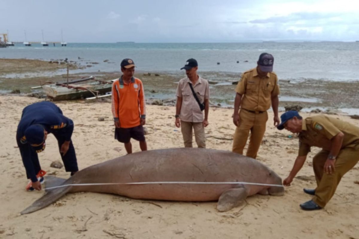 Seekor dugong ditemukan mati di perairan Pulau Morotai