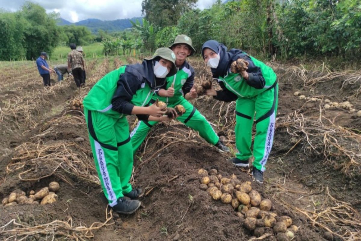 Polbangtan Kementan dan BBIH gelar panen perdana kentang di Karo