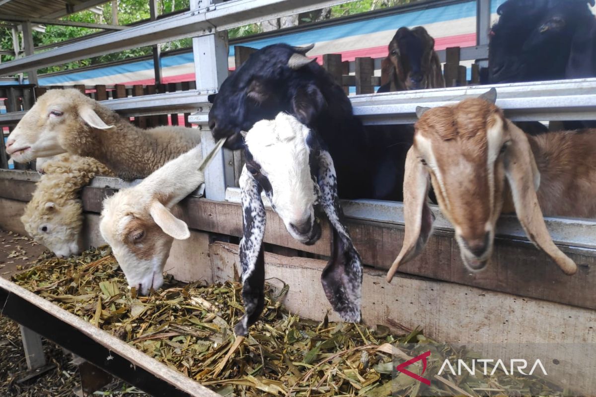 Petani di Kalsel manfaatkan limbah sawit untuk pakan ternak